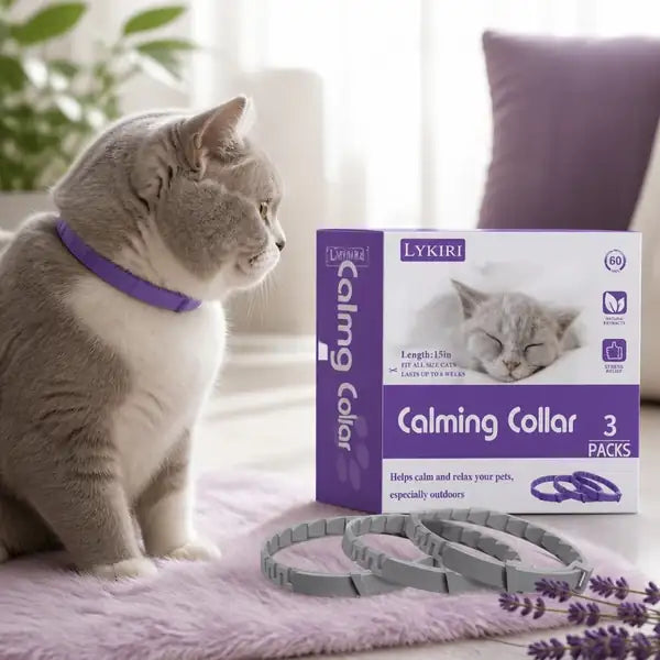 Grey and white cat wearing a purple LYKIRI calming collar beside the 3-pack box