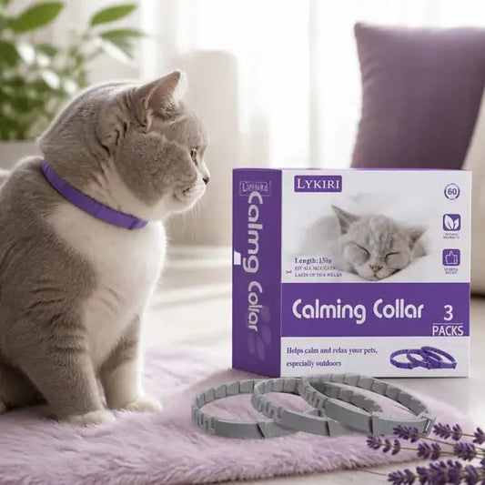 Grey and white cat wearing a purple LYKIRI calming collar beside the 3-pack box